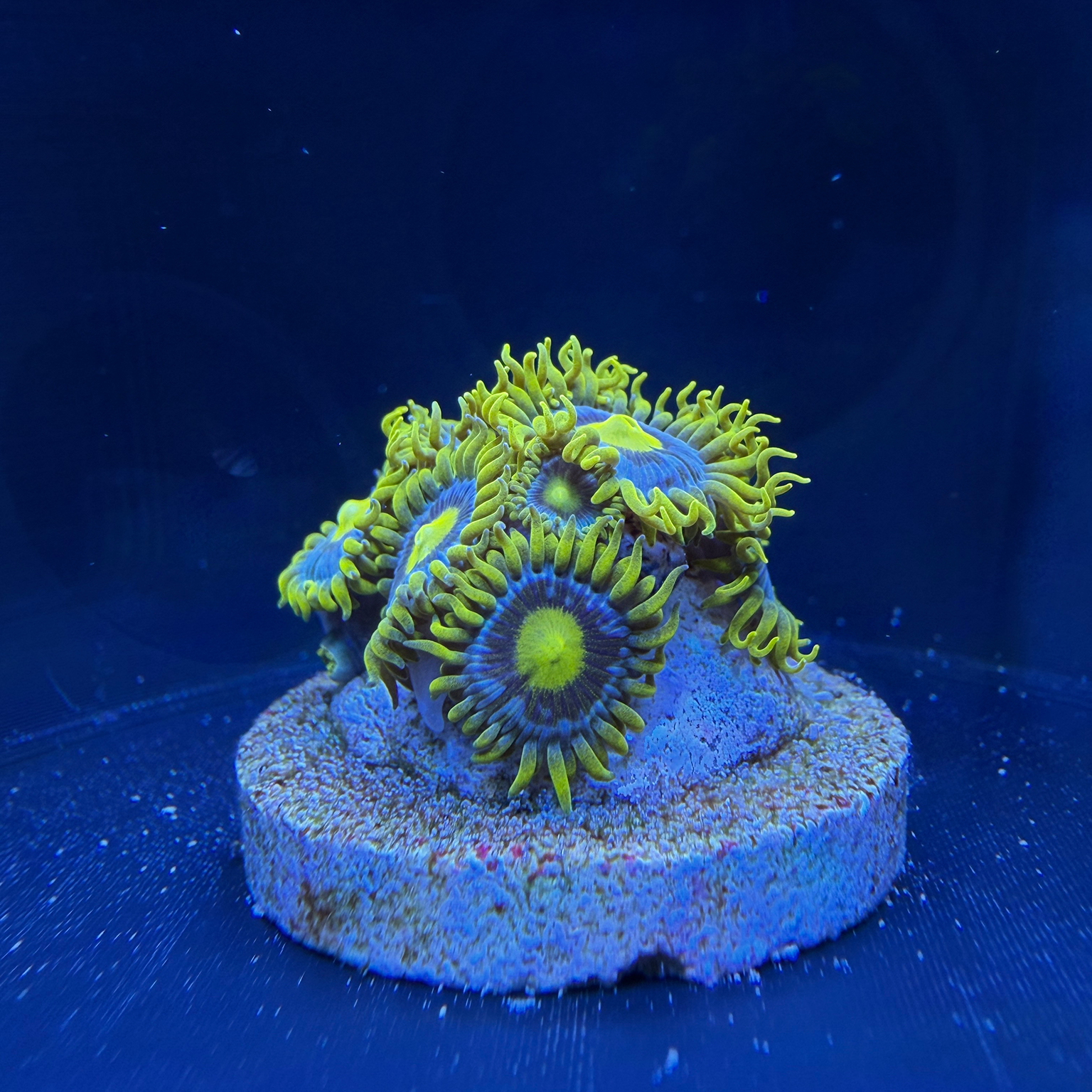 Coral Photobooth – Reef-safe PETG Fotohulp voor Coral Frags