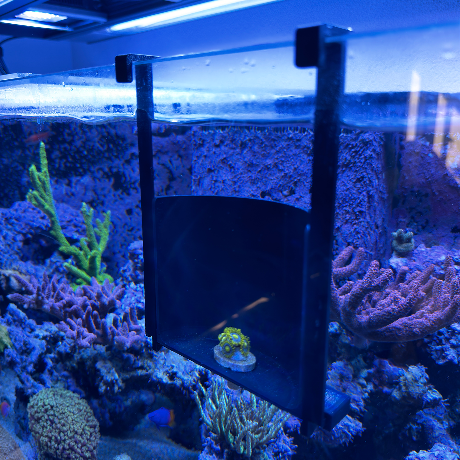 Coral Photobooth – Reef-safe PETG Fotohulp voor Coral Frags