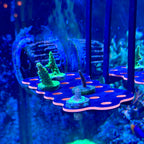 Hang-On Coral Frag Rack - 3Dreefing-Solutions