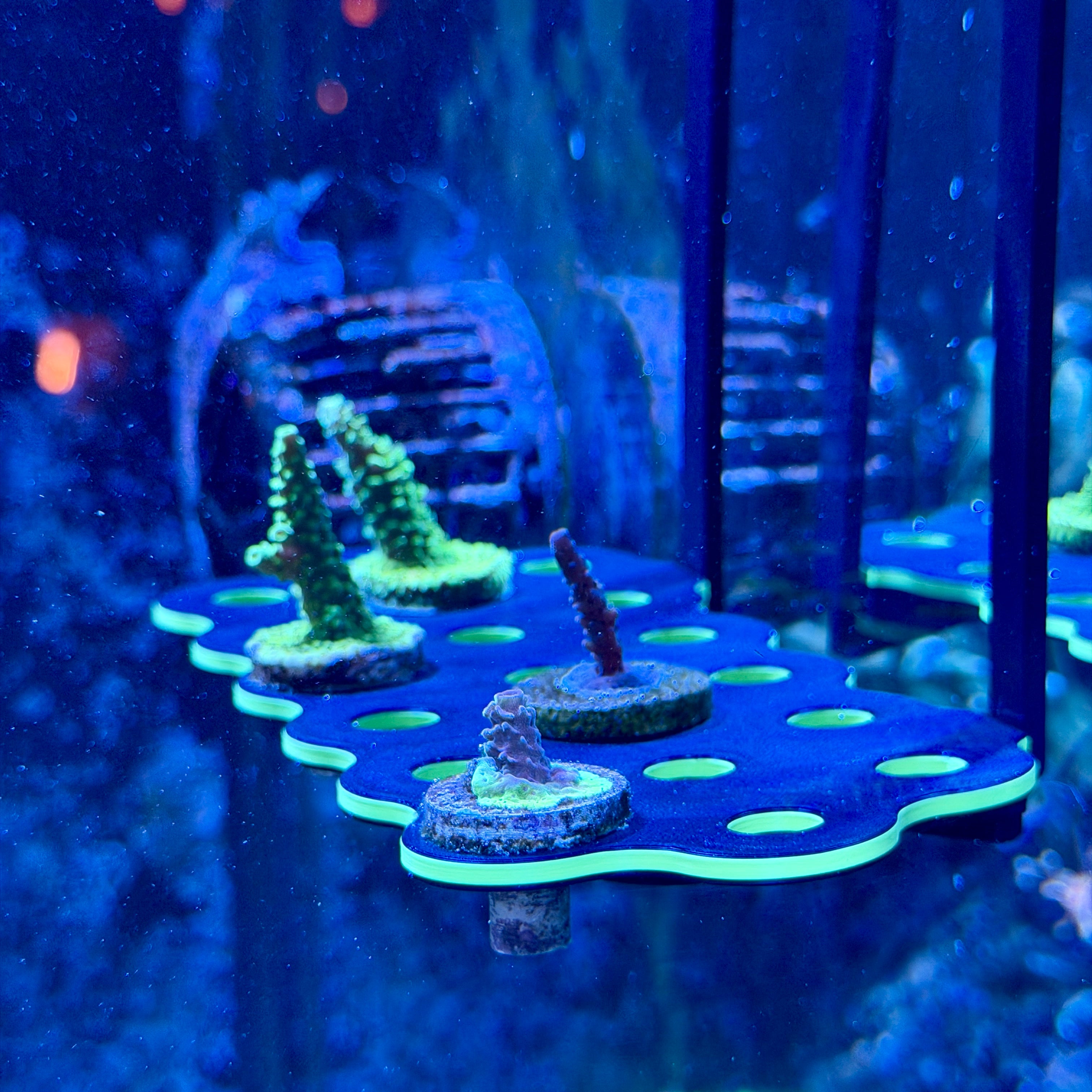 Hang-On Coral Frag Rack - 3Dreefing-Solutions